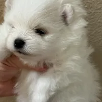 Lilly, a female Pomeranian for sale in Wauchula, FL – Photo 1 of 10