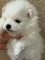 Lilly, a female Pomeranian for sale in Wauchula, FL – Photo 1 of 10