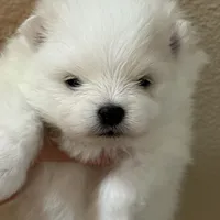 Lilly, a female Pomeranian for sale in Wauchula, FL – Photo 3 of 10