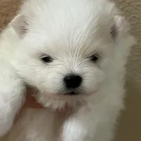 Lilly, a female Pomeranian for sale in Wauchula, FL – Photo 9 of 10