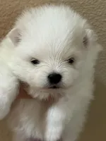 Lilly, a female Pomeranian for sale in Wauchula, FL – Photo 9 of 10