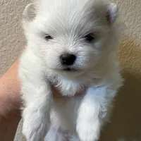 Lilly, a female Pomeranian for sale in Wauchula, FL – Photo 6 of 10