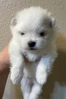 Lilly, a female Pomeranian for sale in Wauchula, FL – Photo 6 of 10