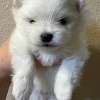 Lilly, a female Pomeranian for sale in Wauchula, FL – Photo 8 of 10