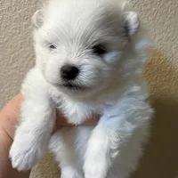 Lilly, a female Pomeranian for sale in Wauchula, FL – Photo 7 of 10