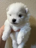 Lilly, a female Pomeranian for sale in Wauchula, FL – Photo 7 of 10