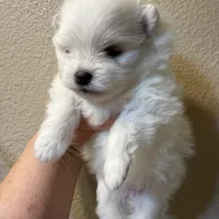 Lilly, a female Pomeranian for sale in Wauchula, FL – Photo 2 of 10