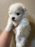 Lilly, a female Pomeranian for sale in Wauchula, FL – Photo 2 of 10