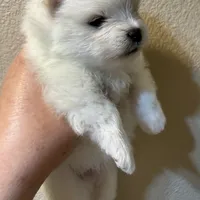 Lilly, a female Pomeranian for sale in Wauchula, FL – Photo 5 of 10