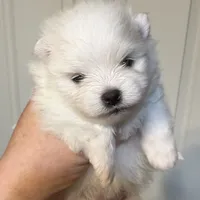 Lilly, a female Pomeranian for sale in Wauchula, FL – Photo 4 of 10