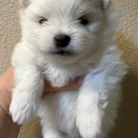 Lilly, a female Pomeranian for sale in Wauchula, FL – Photo 10 of 10