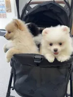 Snowy, a male Pomeranian for sale in Wauchula, FL – 5 of 10