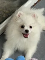 Casper , a male Pomeranian for sale in Wauchula, FL – 5 of 10