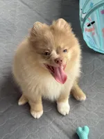 Westley (Rare merle color), a male Pomeranian for sale in Wauchula, FL – 6 of 10