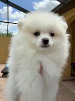 Snowy, a male Pomeranian for sale in Wauchula, FL – 4 of 10