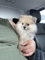 Bear, a male Pomeranian for sale in Wauchula, FL – Photo 3 of 10