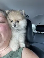 Bear, a male Pomeranian for sale in Wauchula, FL – Photo 6 of 10