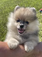 Bear, a male Pomeranian for sale in Wauchula, FL – Photo 8 of 10