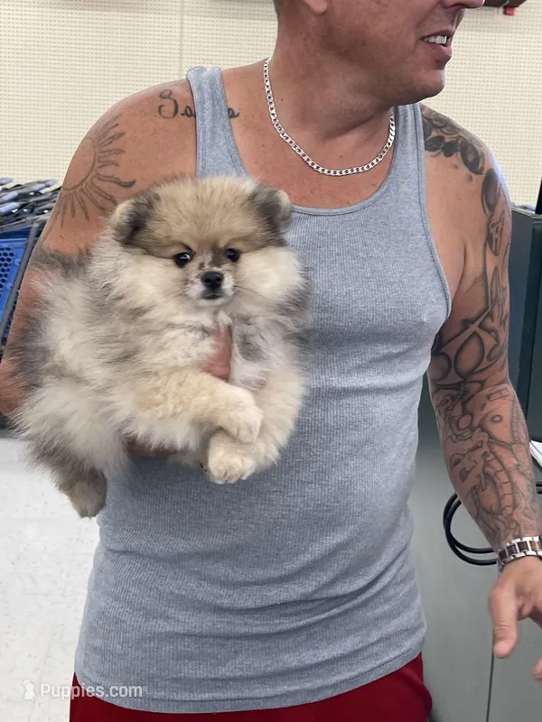 Bear, a male Pomeranian for sale in Wauchula, FL – Photo 1 of 10