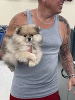 Bear, a male Pomeranian for sale in Wauchula, FL – Photo 1 of 10