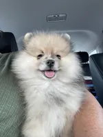 Bear, a male Pomeranian for sale in Wauchula, FL – Photo 2 of 10