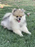 Hank, a male Pomeranian for sale in Wauchula, FL – Photo 7 of 10