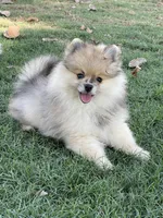 Hank, a male Pomeranian for sale in Wauchula, FL – Photo 5 of 10