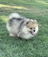 Hank, a male Pomeranian for sale in Wauchula, FL – Photo 6 of 10