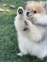 Hank, a male Pomeranian for sale in Wauchula, FL – Photo 3 of 10