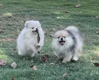 Hank, a male Pomeranian for sale in Wauchula, FL – Photo 2 of 10