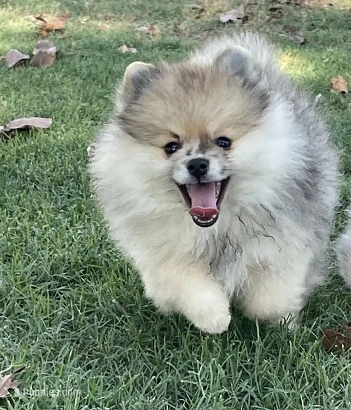 Hank, a male Pomeranian for sale in Wauchula, FL – Photo 1 of 10