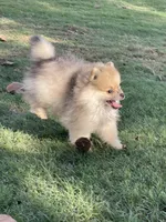 Hank, a male Pomeranian for sale in Wauchula, FL – Photo 4 of 10