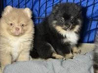 Walter , a male Pomeranian for sale in Wauchula, FL – 5 of 10