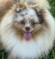 Ritzy , a male Pomeranian for sale in Wauchula, FL – 8 of 10