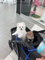 Duke, a male Pomeranian for sale in Wauchula, FL – 2 of 8