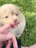 Danny, a male Pomeranian for sale in Wauchula, FL – 4 of 10