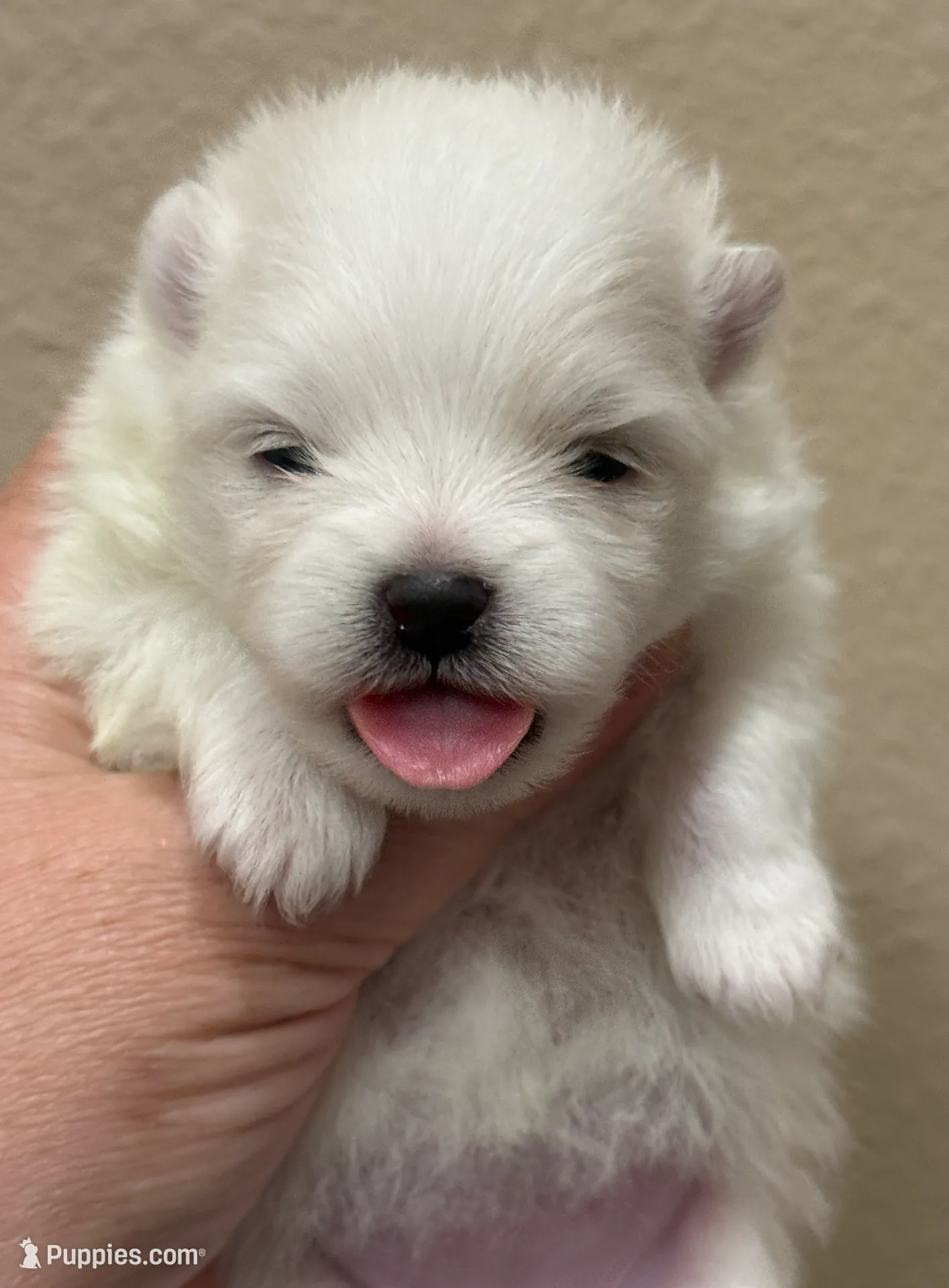 processed/8e0a9a15-6ecc-4226-af9c-282d6b77b387/listing/56d1fbea-ce5f-441f-a408-2d0725bf17dd/25c4b70b-4116-41db-8299-2e3411add628