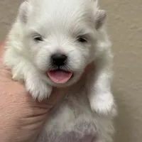 Stella, a female Pomeranian for sale in Wauchula, FL – Photo 1 of 6