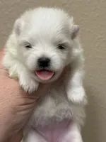 processed/8e0a9a15-6ecc-4226-af9c-282d6b77b387/listing/56d1fbea-ce5f-441f-a408-2d0725bf17dd/97944dcb-70b3-4071-9ad2-8f7a588880a8