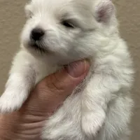 Stella, a female Pomeranian for sale in Wauchula, FL – Photo 2 of 6