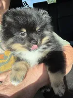 Walter , a male Pomeranian for sale in Wauchula, FL – 6 of 10