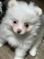 Bri, a female Pomeranian for sale in Wauchula, FL – Photo 4 of 9