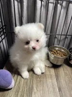 Bri, a female Pomeranian for sale in Wauchula, FL – Photo 9 of 9