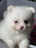 Bri, a female Pomeranian for sale in Wauchula, FL – Photo 1 of 9