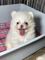 Bri, a female Pomeranian for sale in Wauchula, FL – Photo 3 of 9