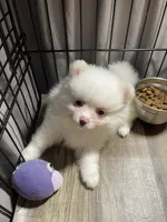 Bri, a female Pomeranian for sale in Wauchula, FL – Photo 5 of 9