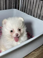 Bri, a female Pomeranian for sale in Wauchula, FL – Photo 7 of 9