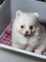 Bri, a female Pomeranian for sale in Wauchula, FL – Photo 2 of 9