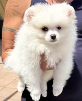 Casper , a male Pomeranian for sale in Wauchula, FL – 6 of 10
