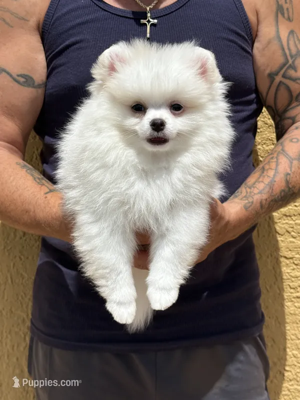 Snowy – Pomeranian puppy for sale in Wauchula, FL